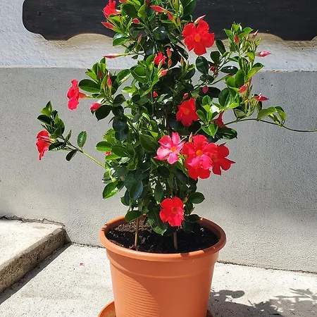 شقة Haus An Der Sonne 1 *