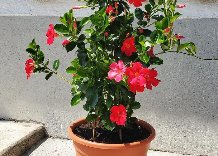 Appartamento Haus An Der Sonne 1 *